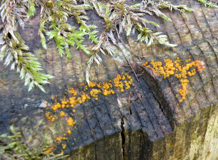 Heterobasidiomycetes trentini